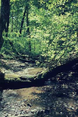 Source of Slaughter Creek