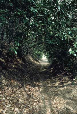 Rhododendron Tunnel