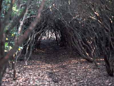 Rhododendron tunnel