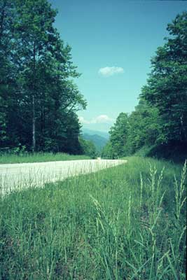 Road thru Yellow Creek Gap