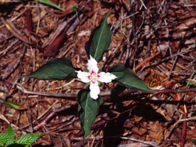 A four petalled Trillium