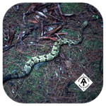 Green Rattlesnake near Nolichucky