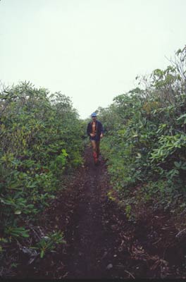 Mt. Cammerer side trail