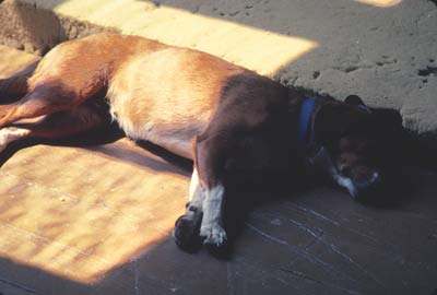 Taz, the Beagle