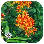 Butterfly weed