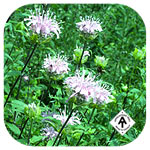 Bee Balm